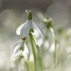 Ein Hauch von Frühling