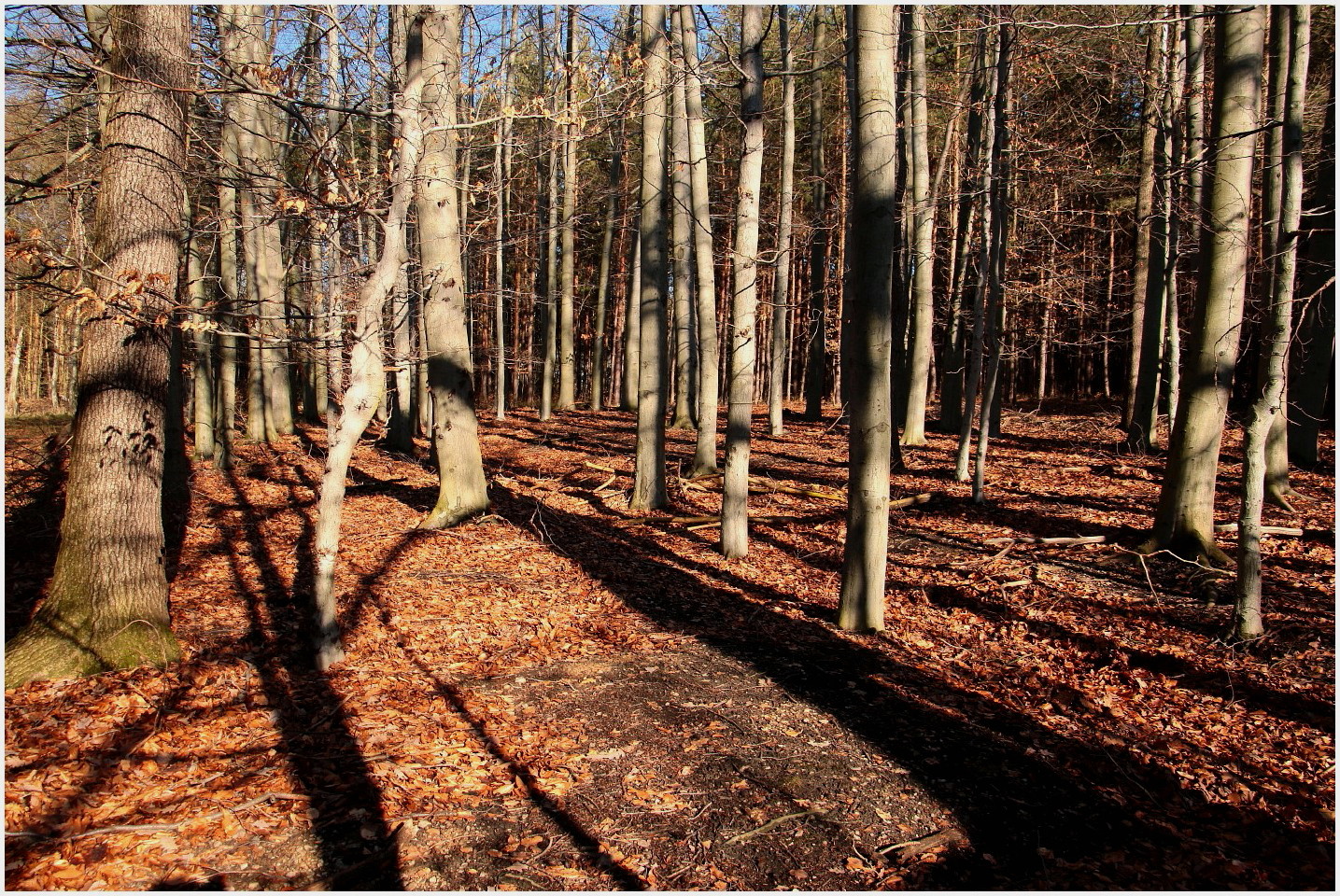 Ein Hauch von Frühling (3)