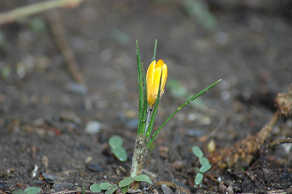 Ein Hauch von Frühling