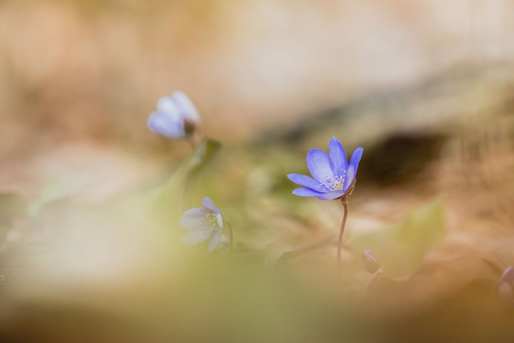 ein Hauch von Frühling