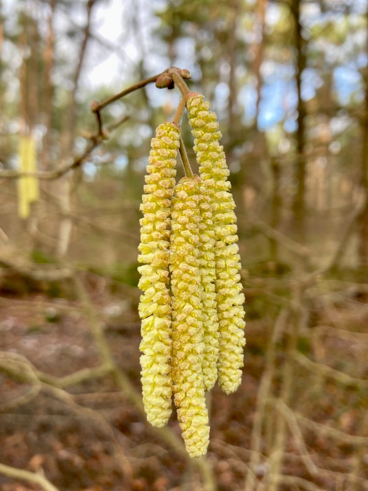 Ein Hauch von Frühling