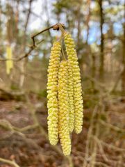 Ein Hauch von Frühling