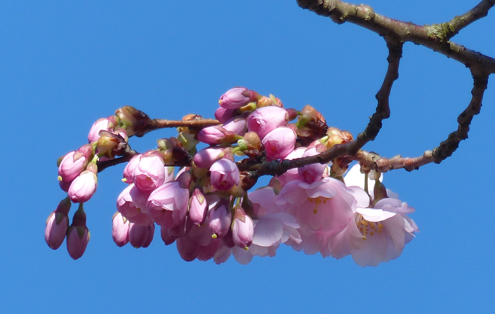 ein Hauch von Frühling