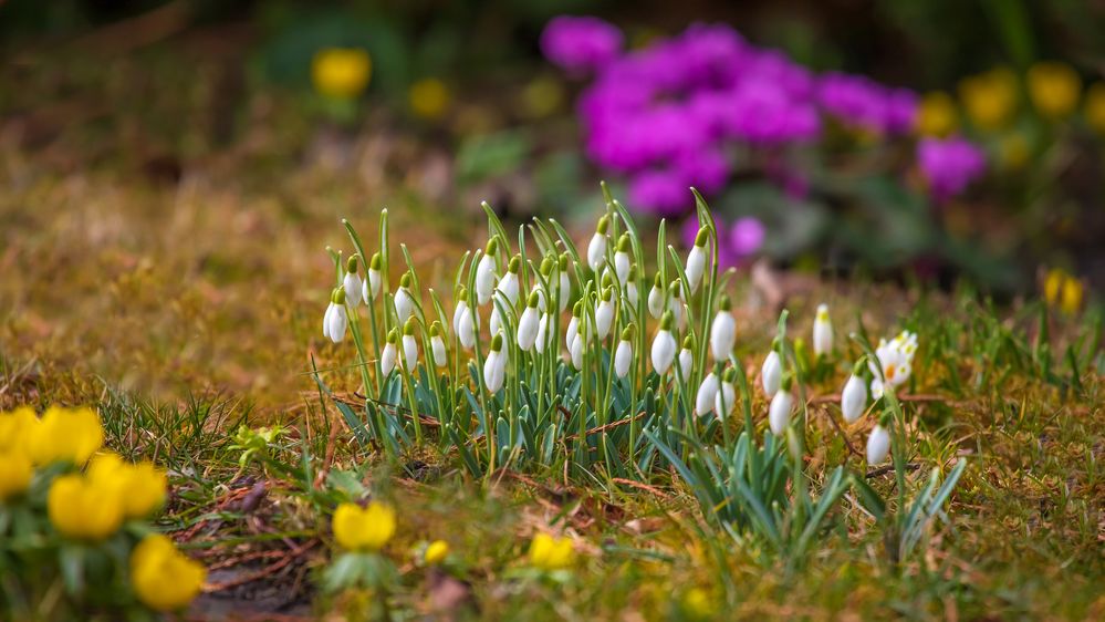 Ein Hauch von Frühling