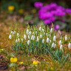 Ein Hauch von Frühling