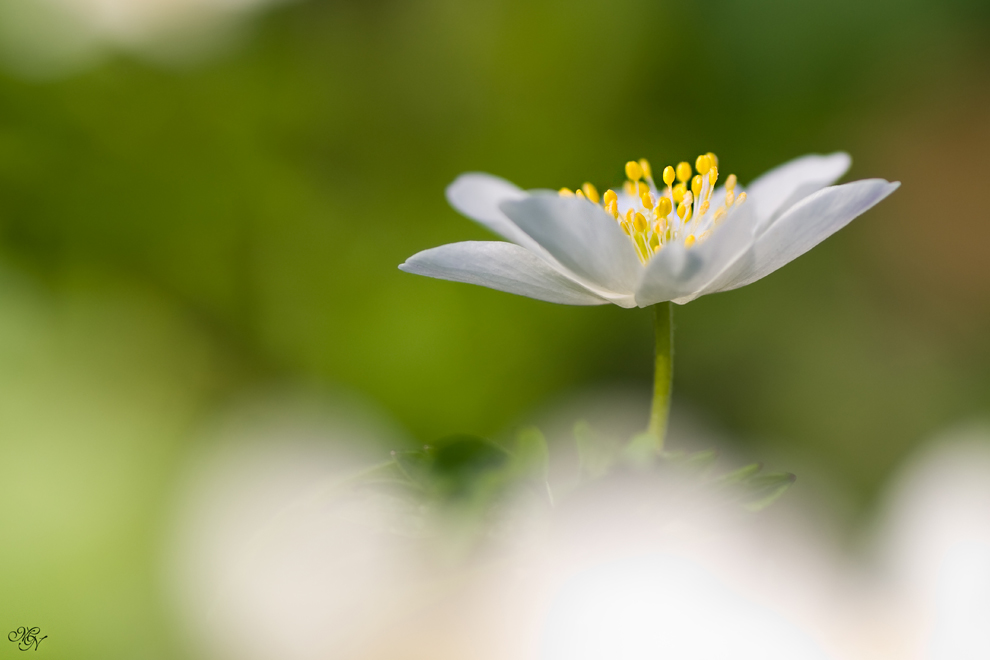 Ein Hauch von Frühling