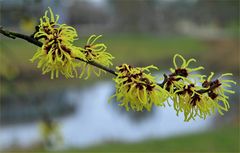 Ein Hauch von Frühling