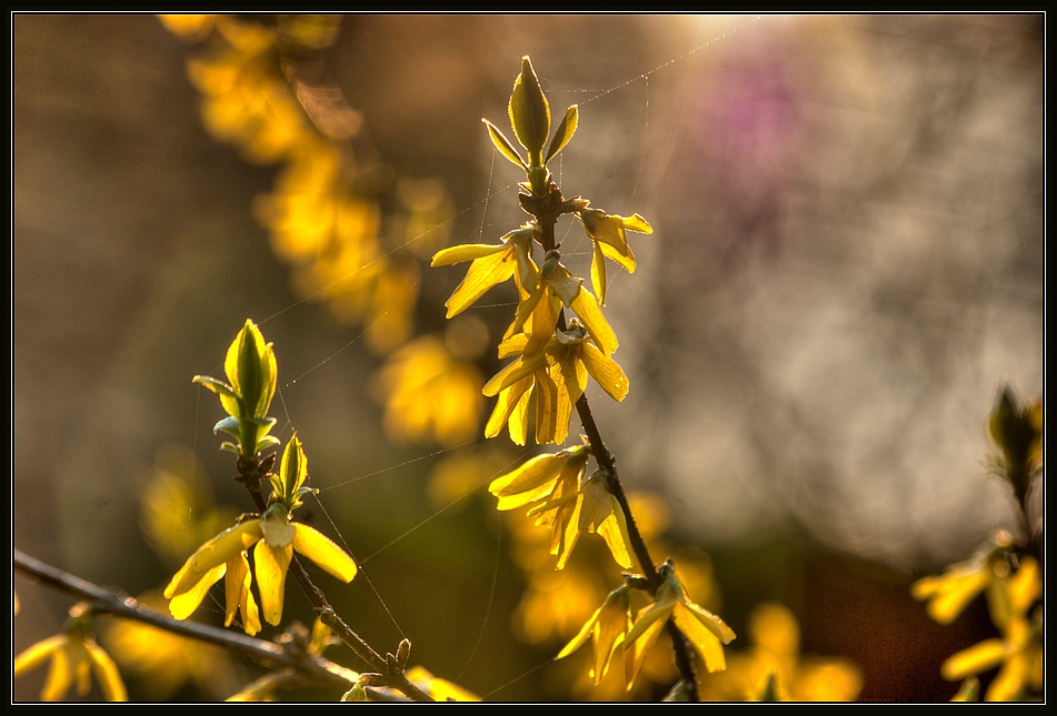 ein hauch von frühling