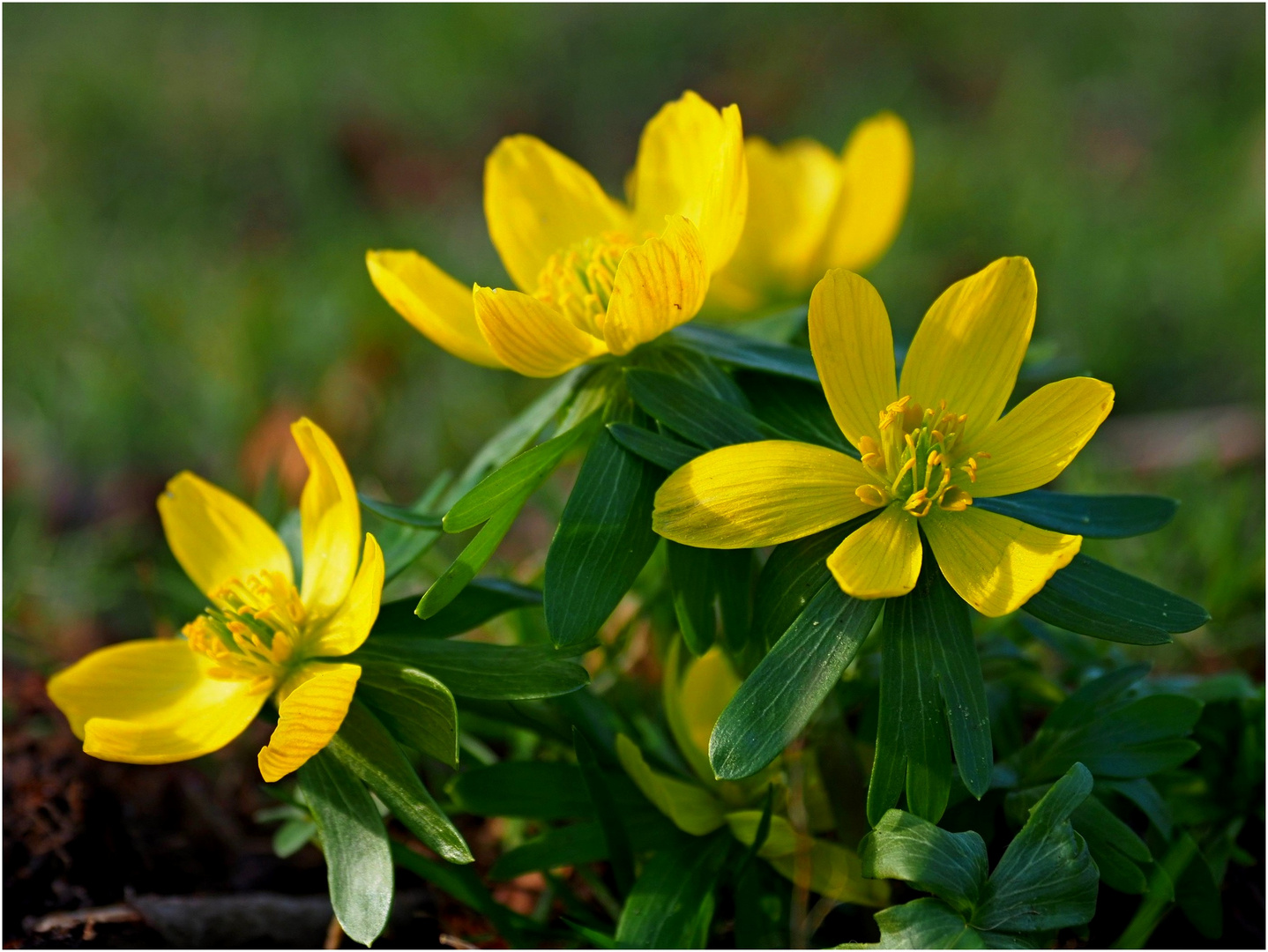 Ein Hauch von Frühling