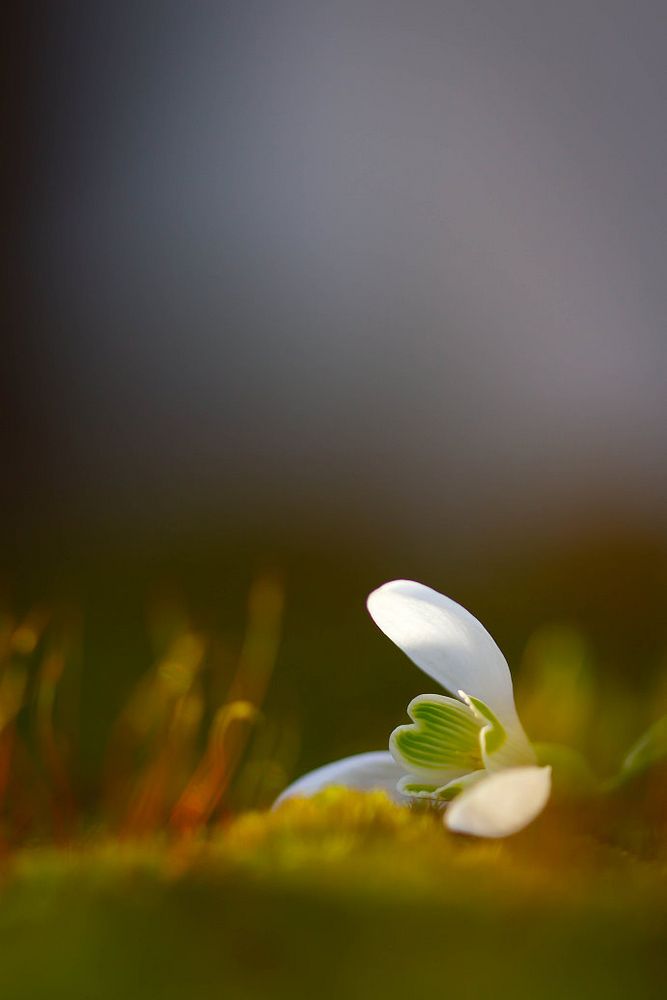 Ein Hauch von Frühling