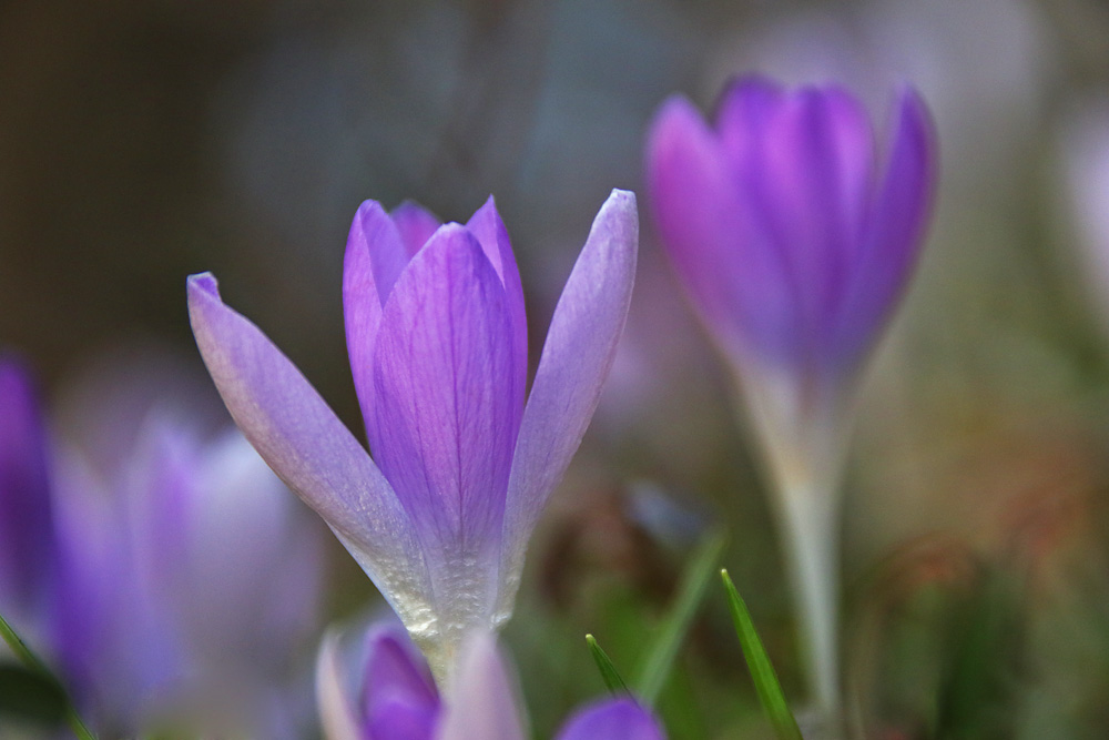 ein Hauch von Frühling