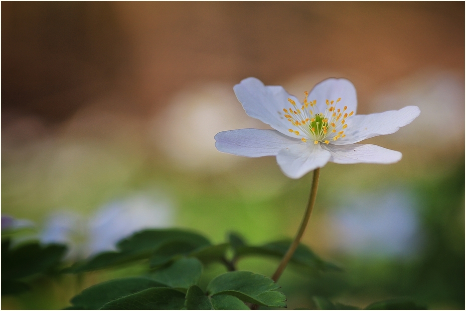 Ein Hauch von Frühling