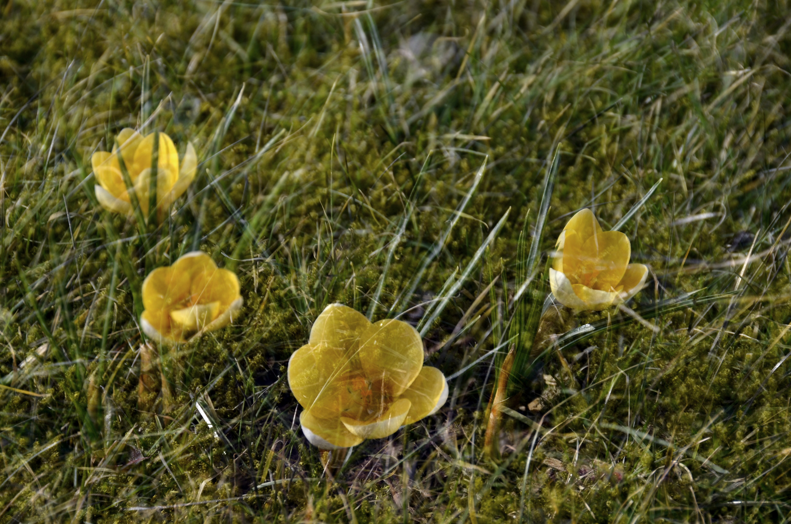 Ein Hauch von Frühling....