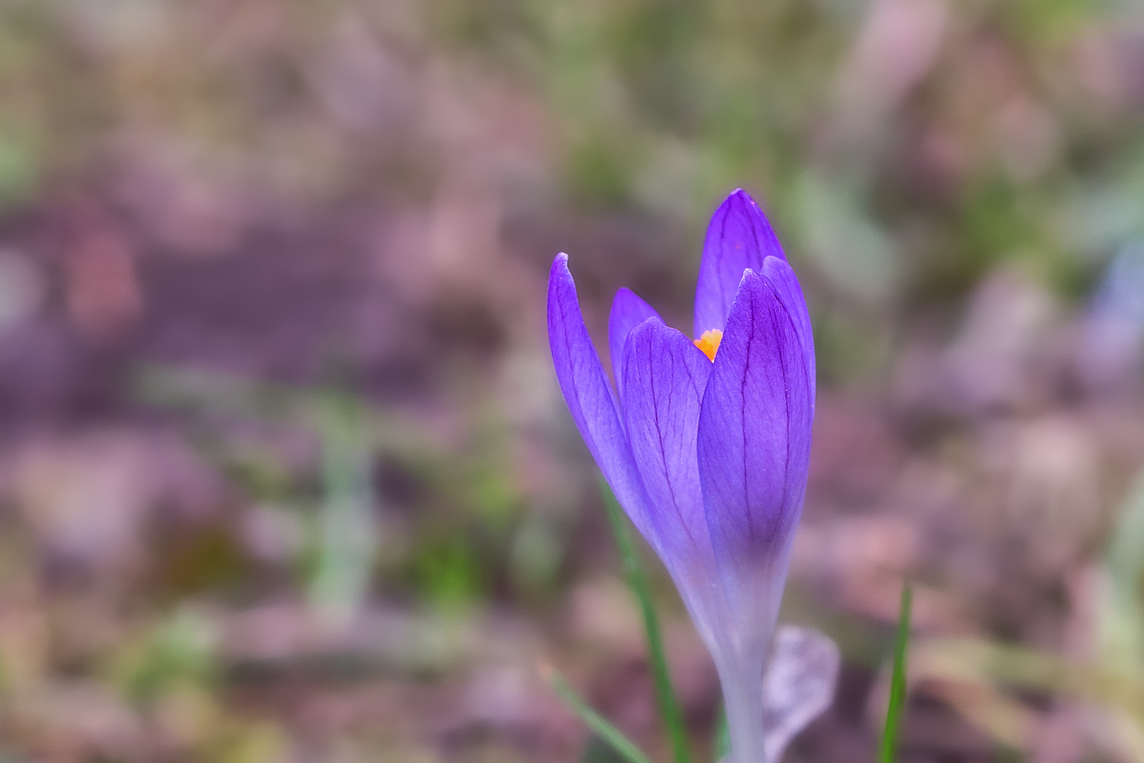 Ein Hauch von Frühling