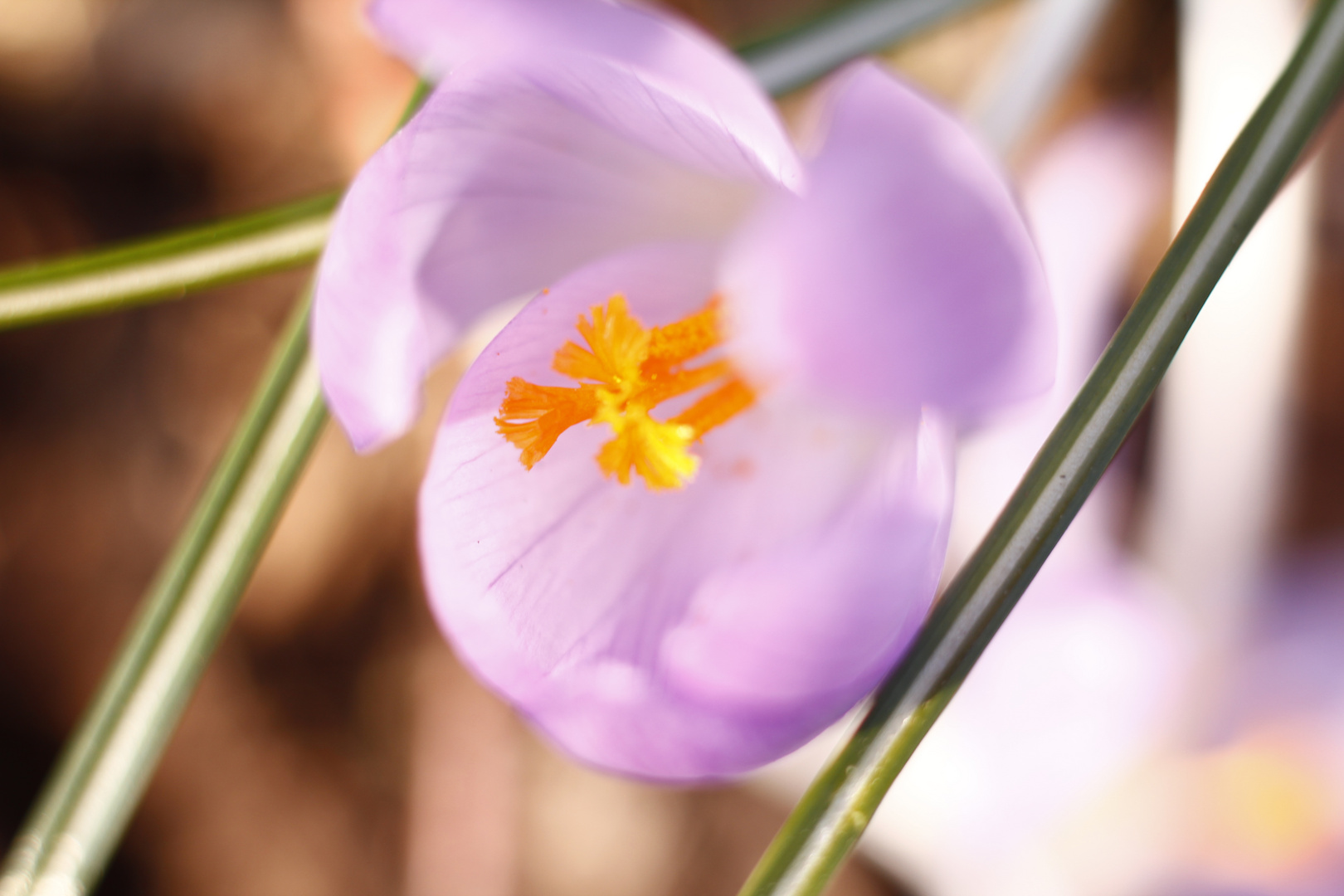 Ein Hauch von Frühling