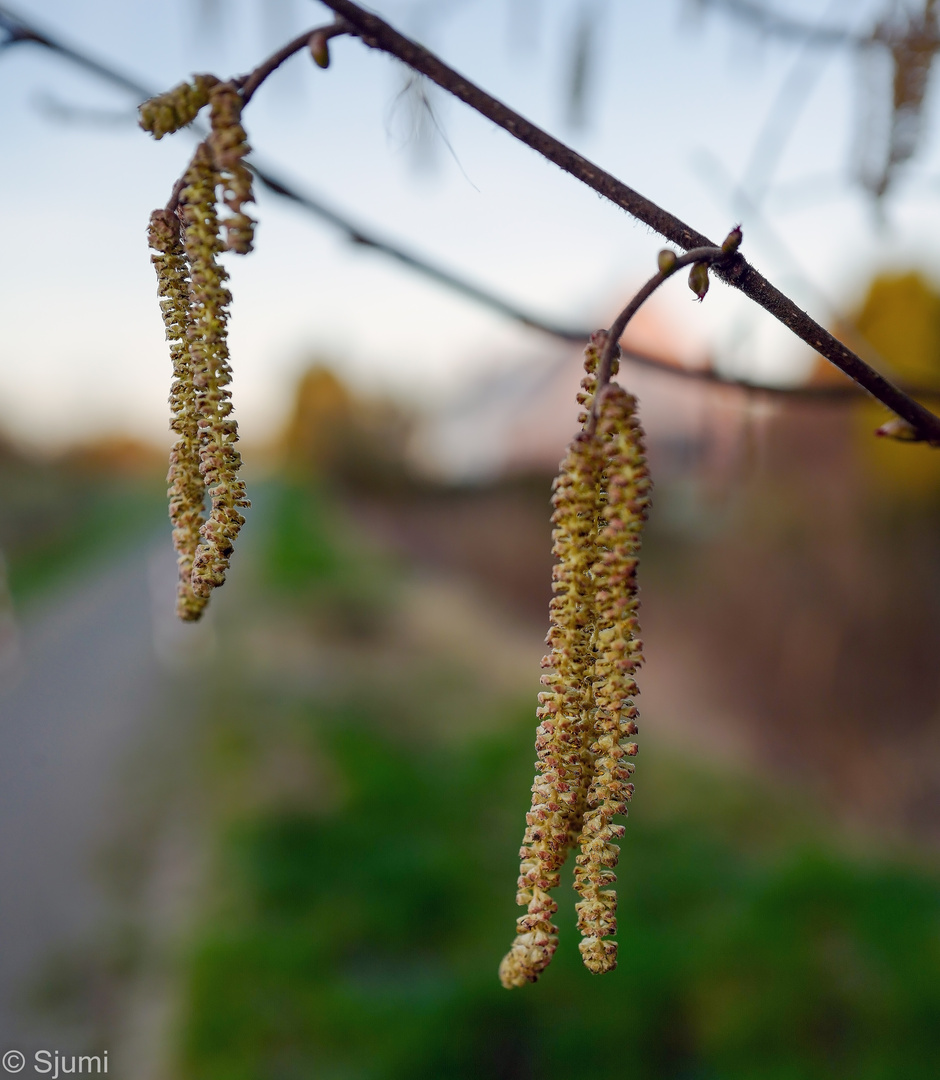 Ein Hauch von Frühling....