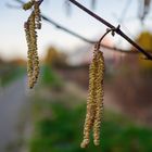 Ein Hauch von Frühling....