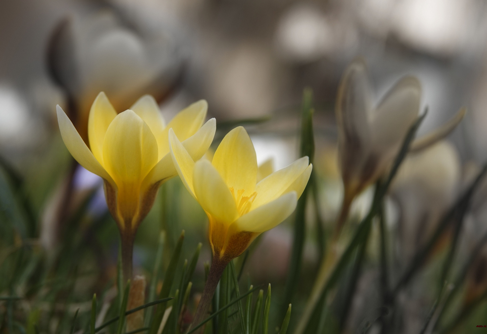 Ein Hauch von Frühling