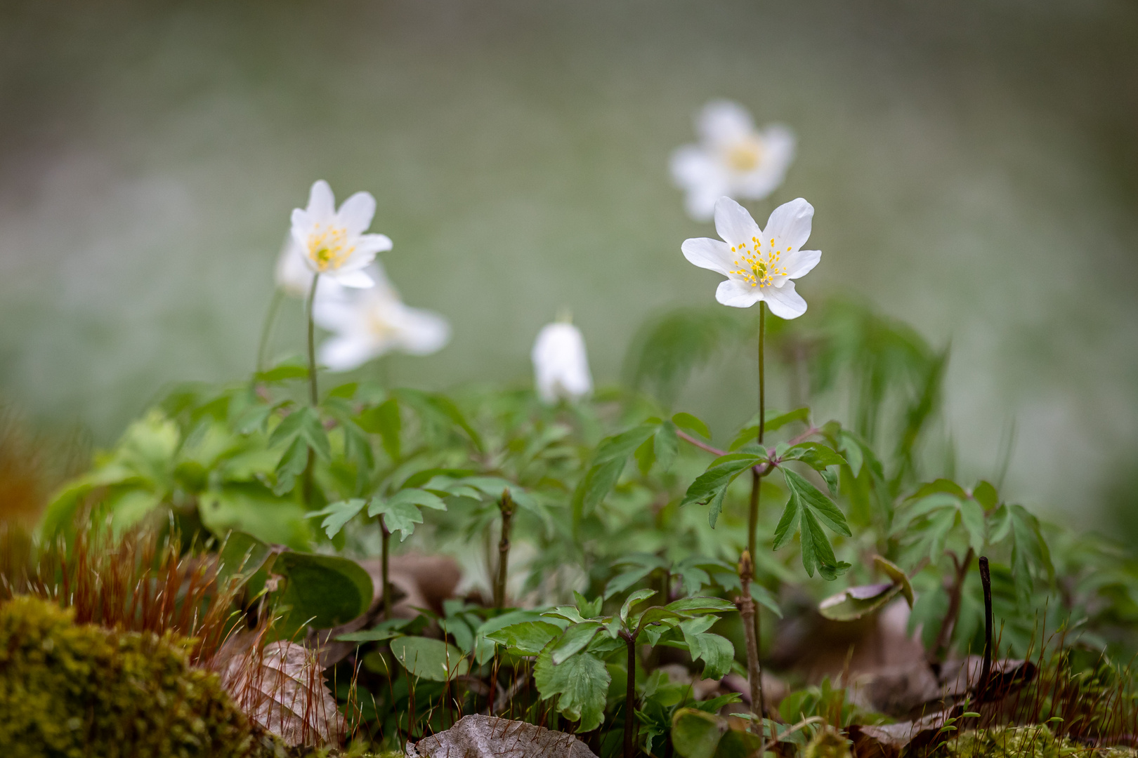 Ein Hauch von Frühling