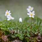 Ein Hauch von Frühling