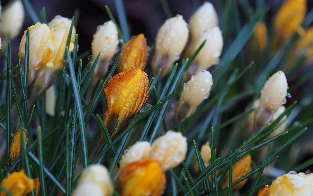 Ein Hauch von Frühling