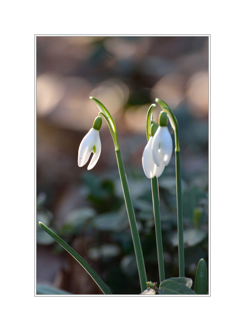 Ein Hauch von Frühling