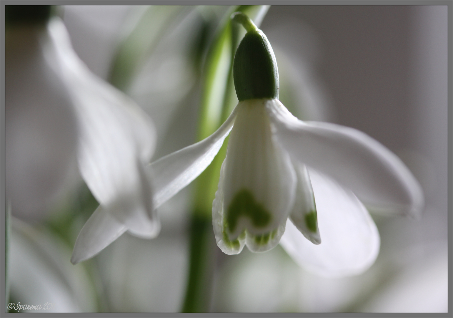 Ein Hauch von Frühling