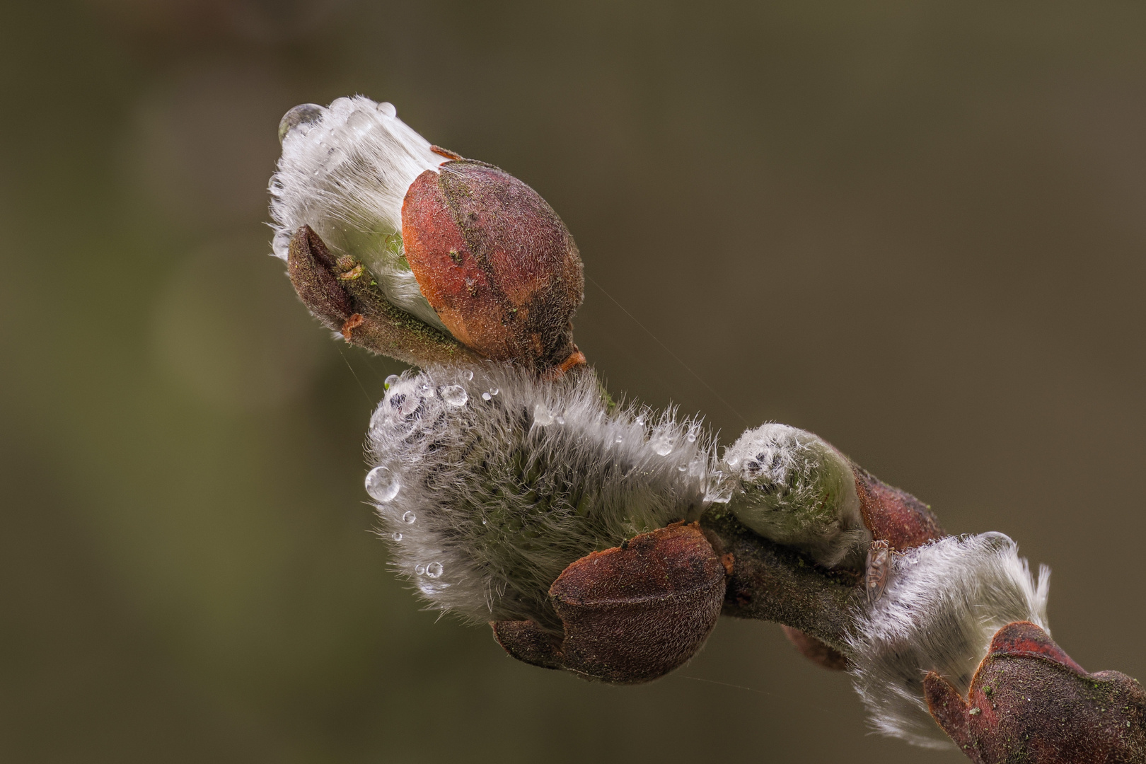 Ein Hauch von Frühling