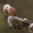 Ein Hauch von Frühling