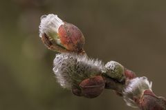 Ein Hauch von Frühling