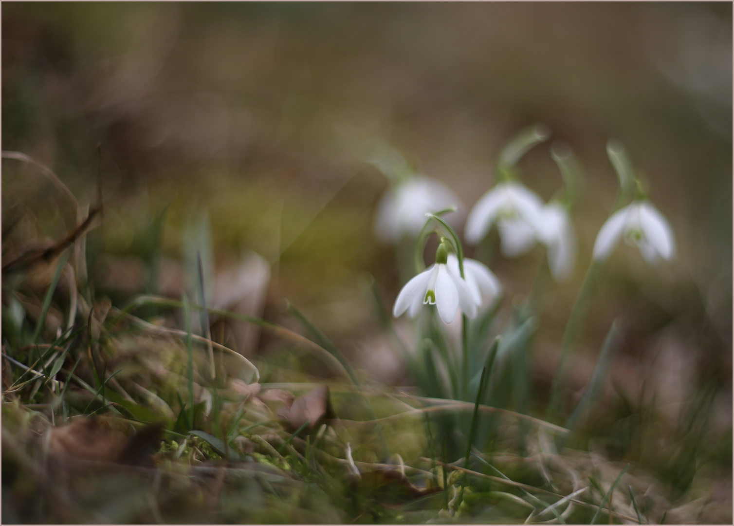 Ein Hauch von Frühling... Foto &amp; Bild | fotos, park, makro Bilder auf ...