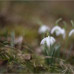 Ein Hauch von Frühling...