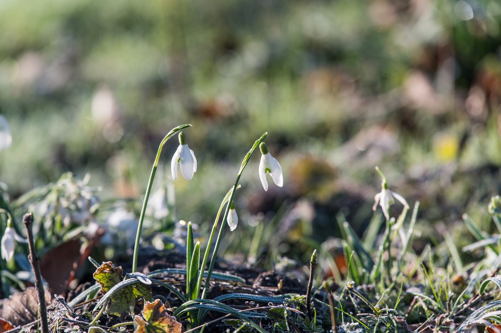 ein Hauch von Frühling