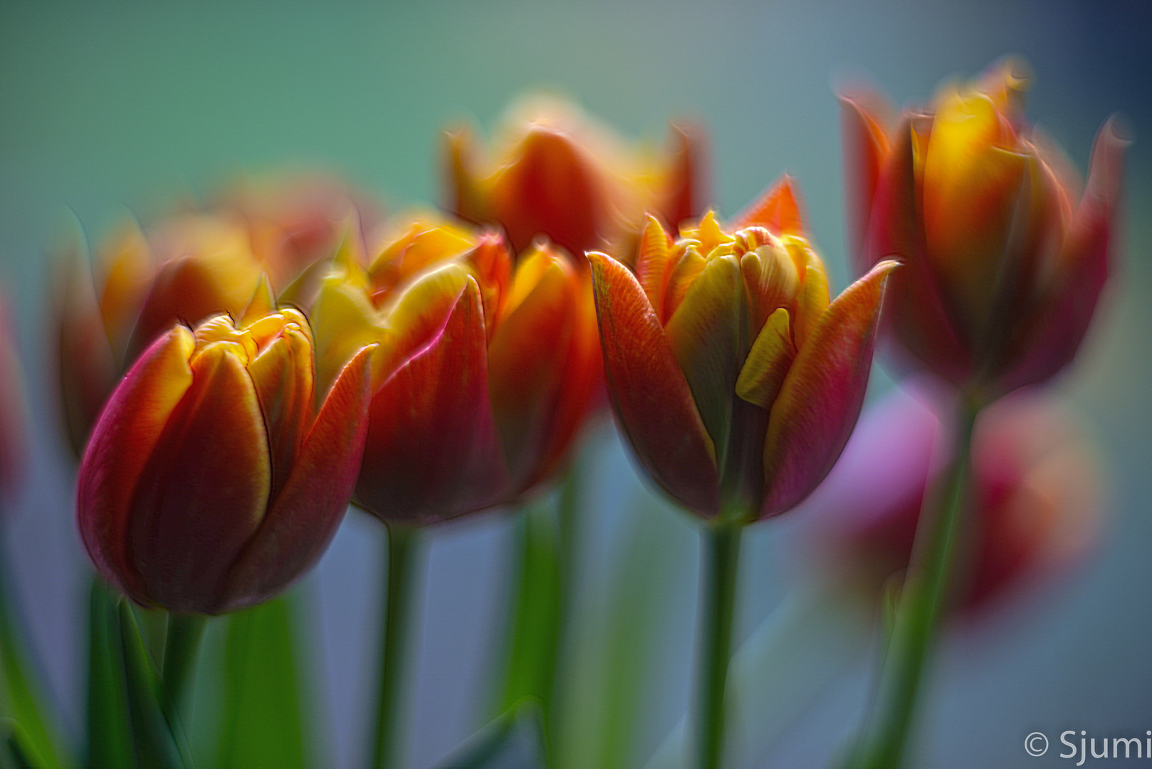 Ein Hauch von Frühling