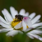 Ein Hauch von Frühling...