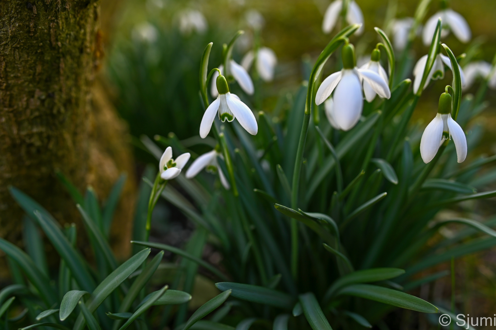 Ein Hauch von Frühling....