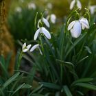 Ein Hauch von Frühling....