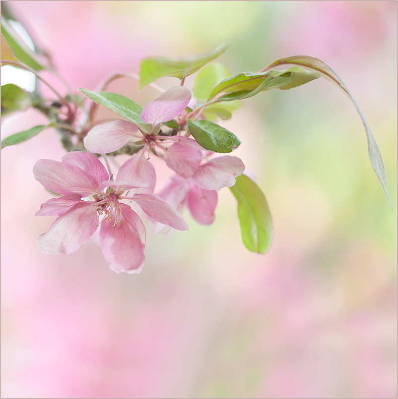 ein hauch von frühling