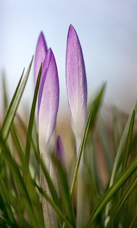 ein Hauch von Frühling