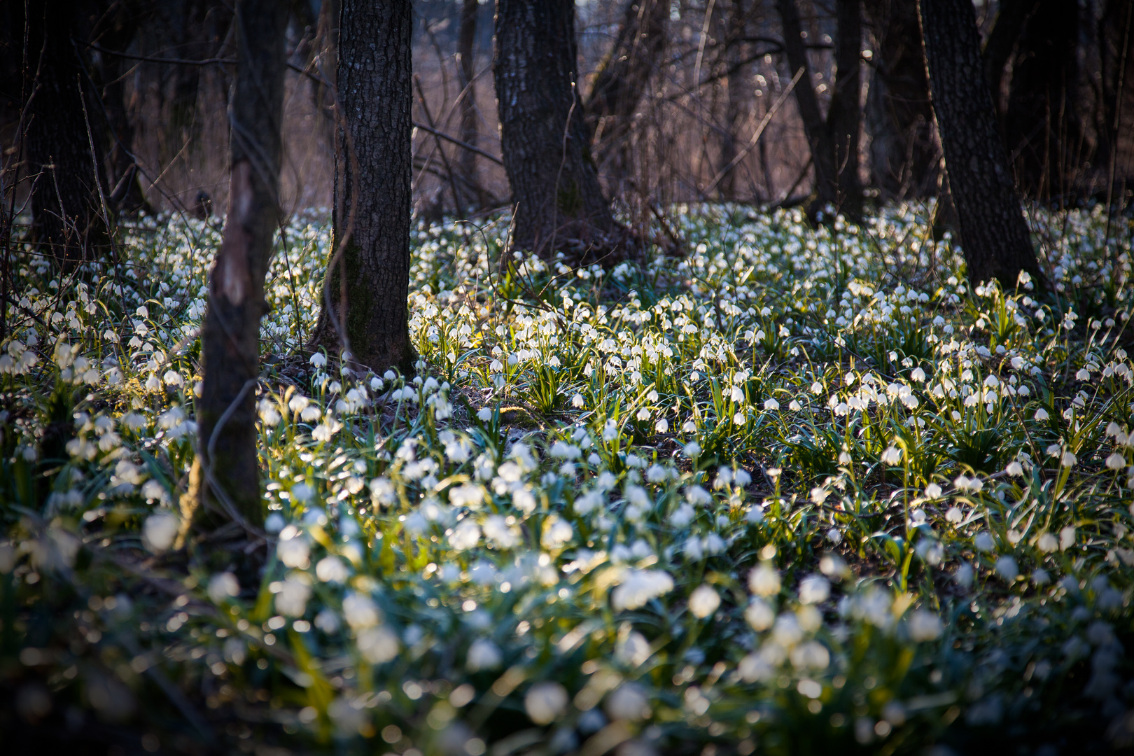 ein Hauch von Frühling