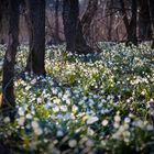 ein Hauch von Frühling