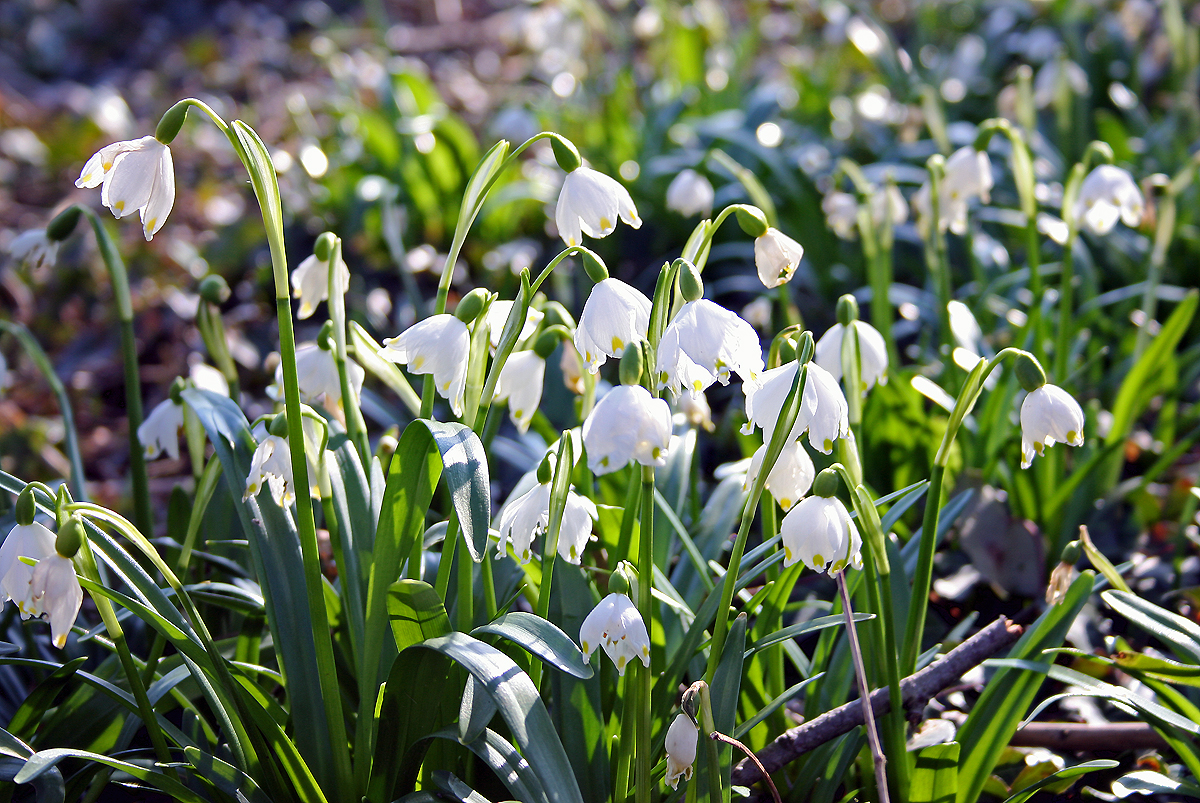 Ein Hauch von Frühling