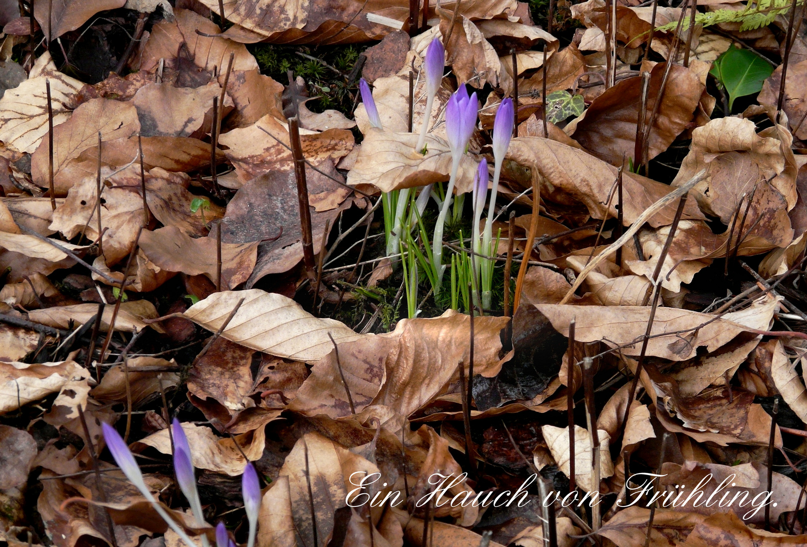 Ein Hauch von Frühling