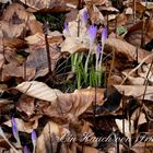 Ein Hauch von Frühling