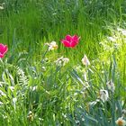 Ein Hauch von Frühling