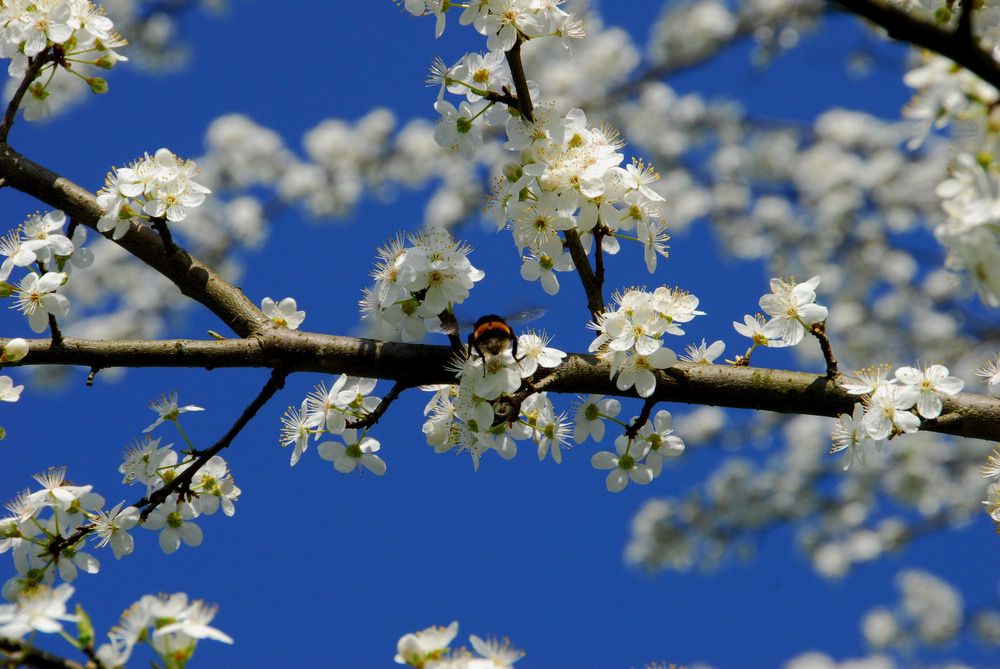 Ein Hauch von Frühling