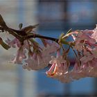 Ein Hauch von Frühling.