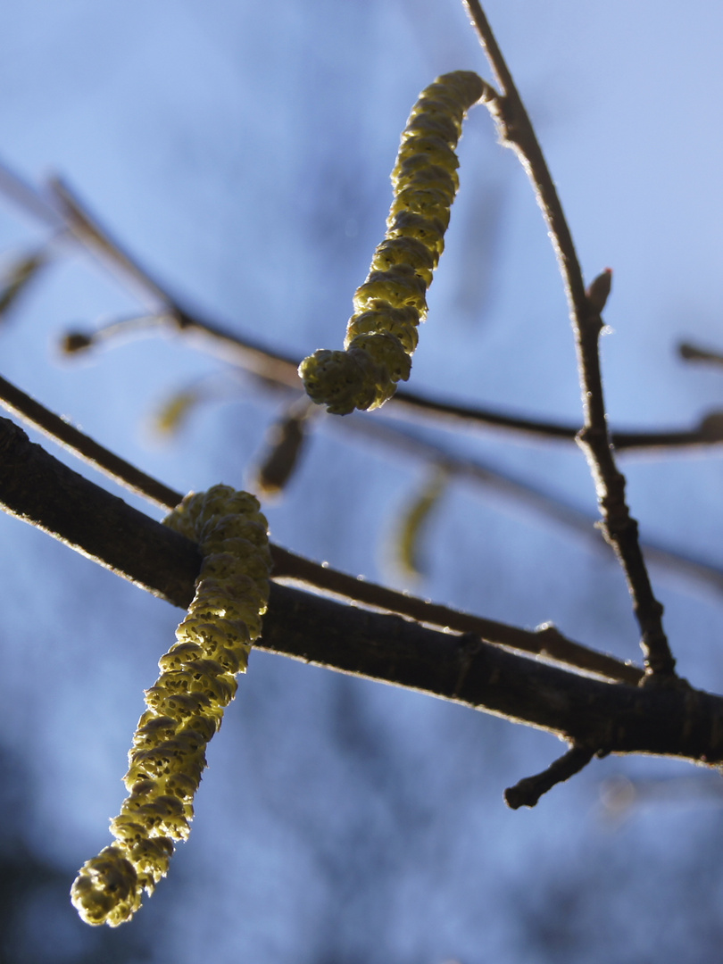 Ein Hauch von Frühling...