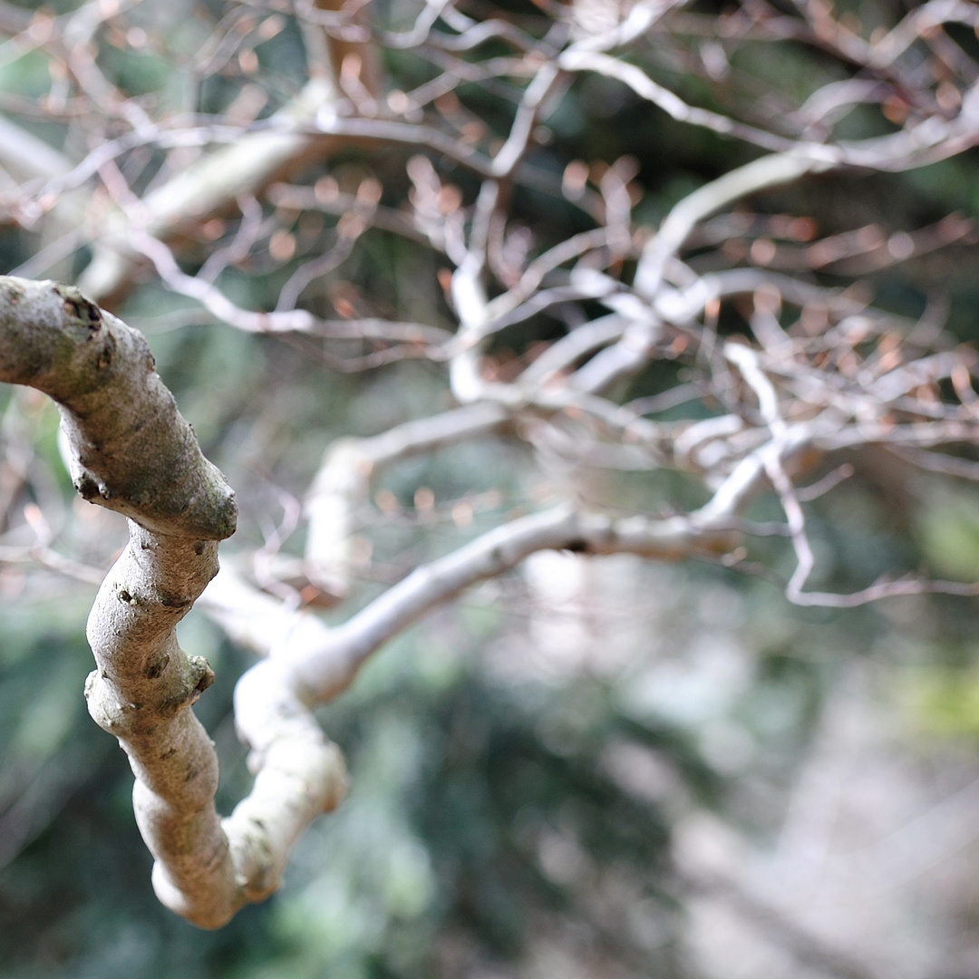 ein Hauch von Frühling