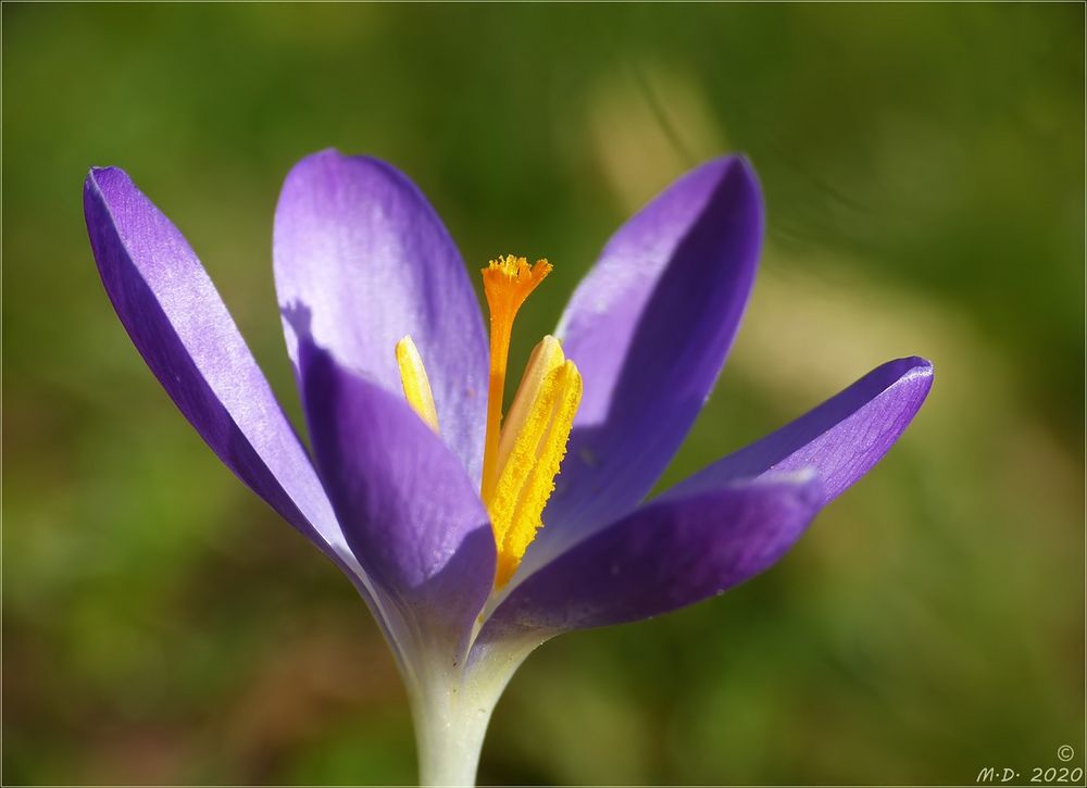 Ein Hauch von Frühling ...